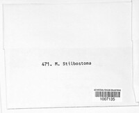 Melanconis stilbostoma image